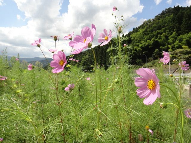 中秋　コスモス　すすき