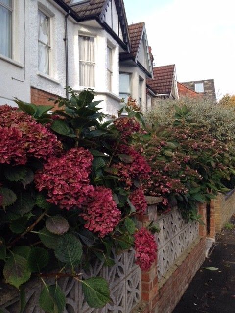 ロンドンの赤い紫陽花の様子です。