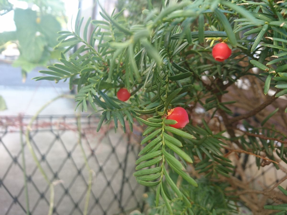 コニファーのちっちゃな花✨