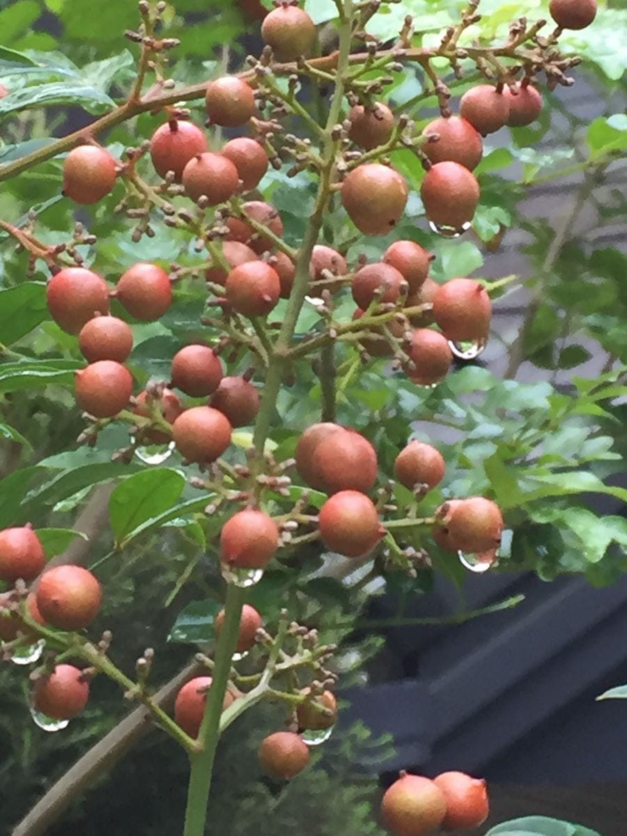 雨上がりの3アイテム✨💦🍀