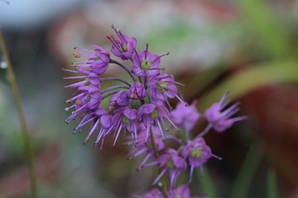 秋の花