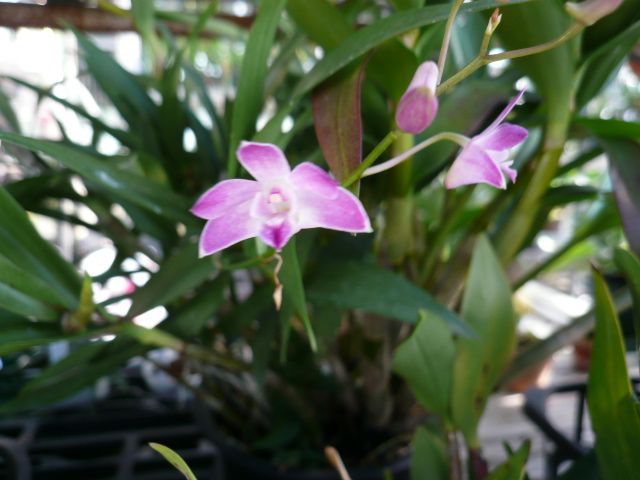 Den.Berry‘Oda’