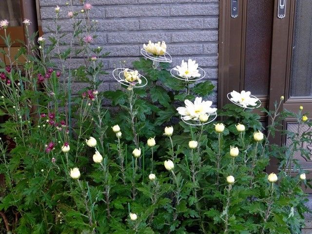 今日の菊