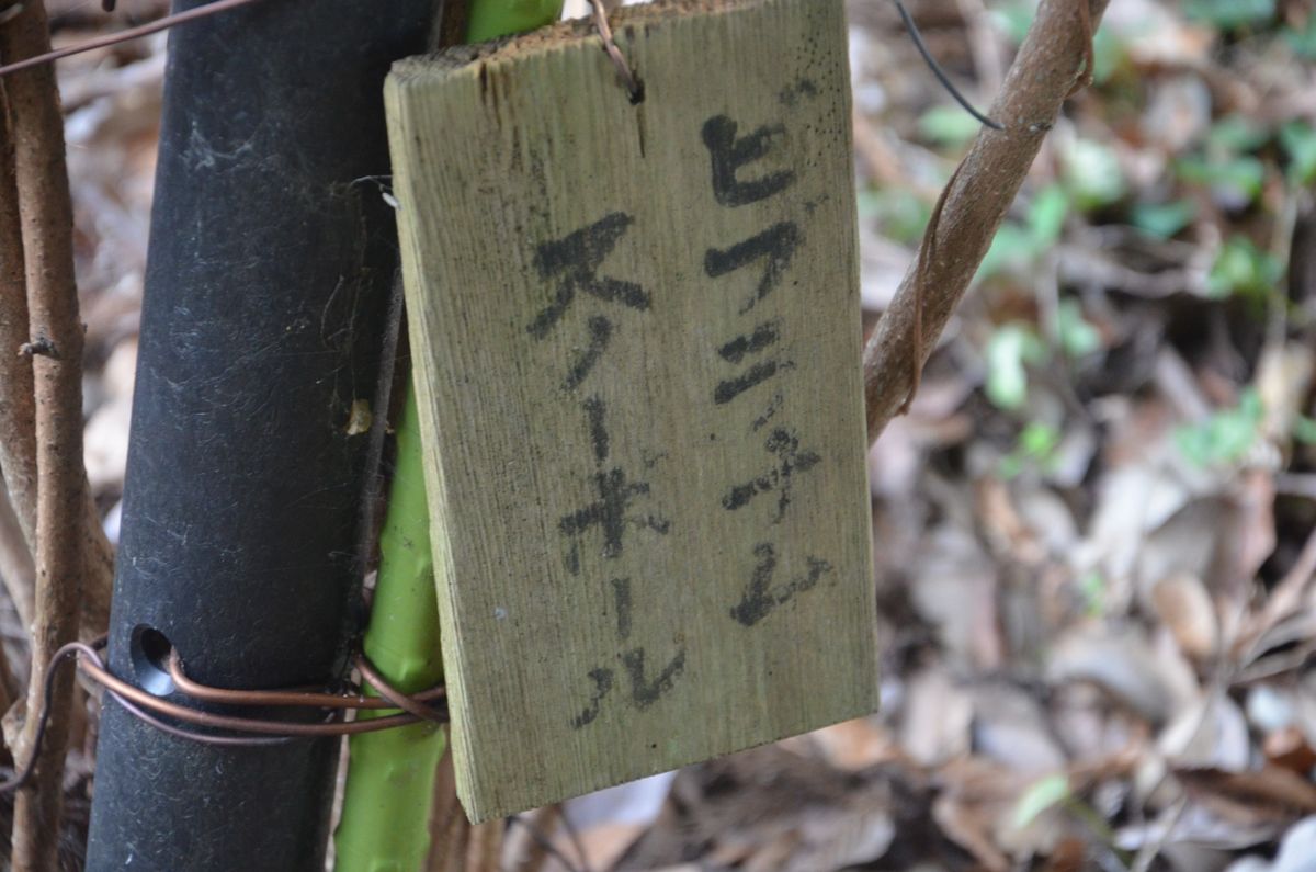 久しぶりの沙沙貴神社　初めて見ました。