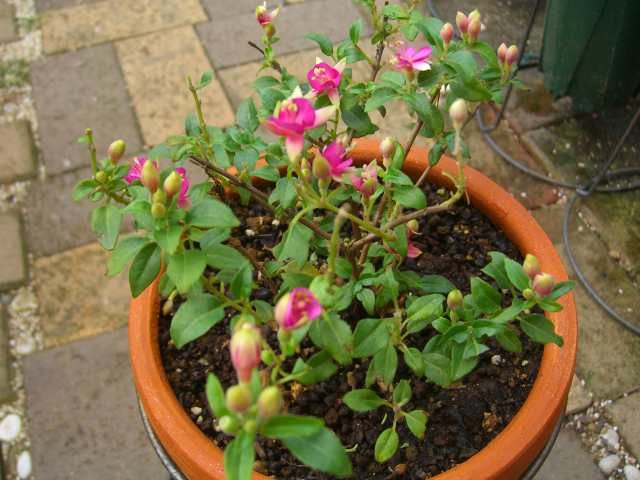 鉢植えの花達（その3）