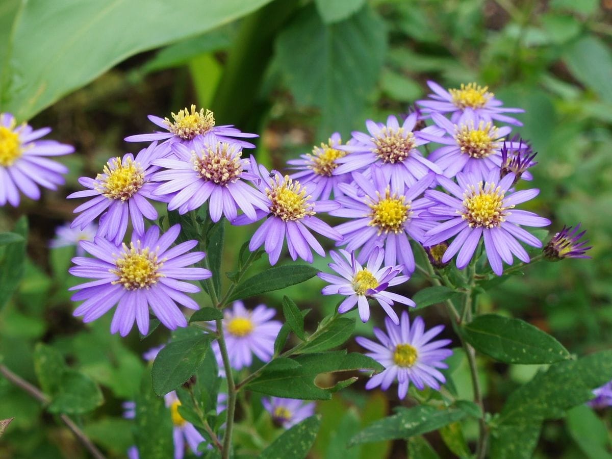 ダルマキク　ユウガ菊？清澄コンキク