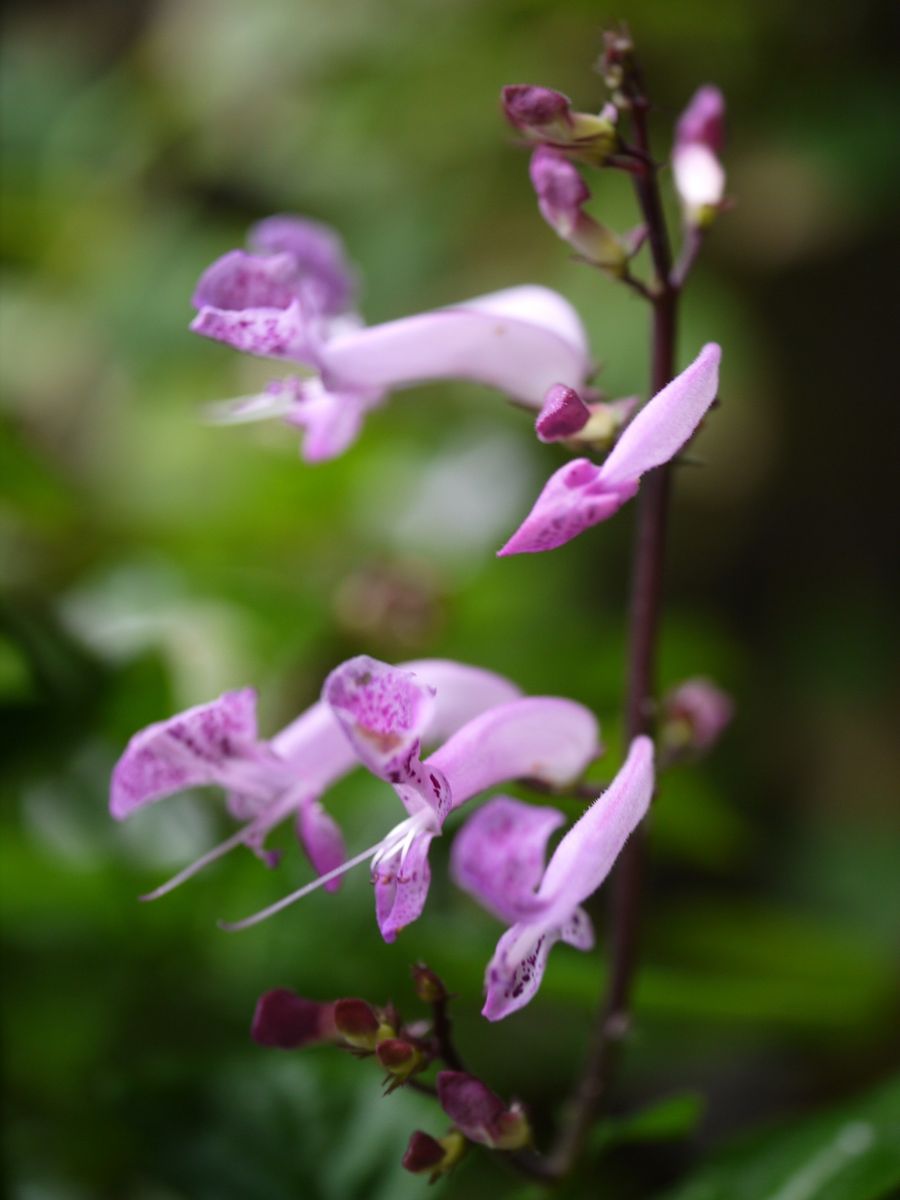 今朝咲いたお花