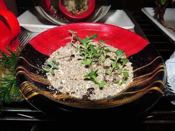 多肉植物の増やし方 葉挿し