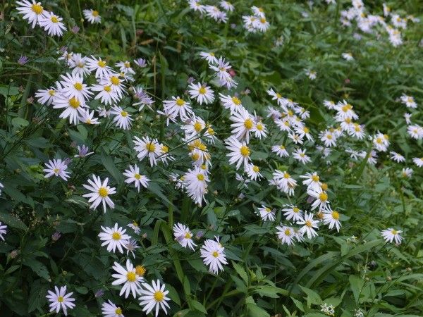 いっぱい野の花