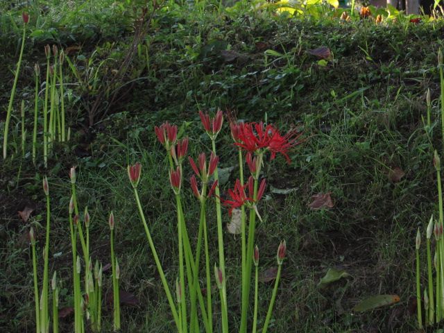 長湯温泉の野の花①