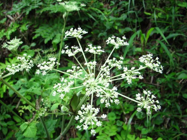 長湯温泉の野の花①