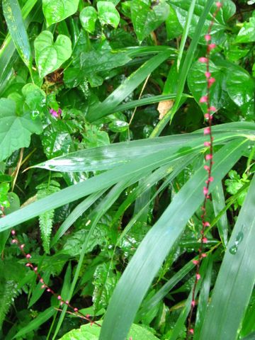 長湯温泉の野の花⑥