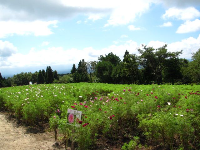 くじゅう花公園②