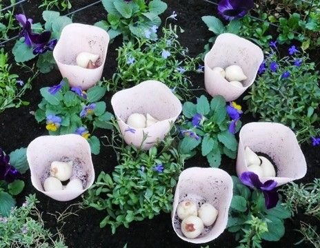 チューリップの植え方色々