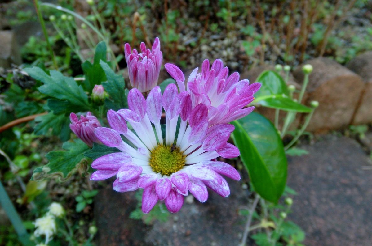 いろいろなお花たち