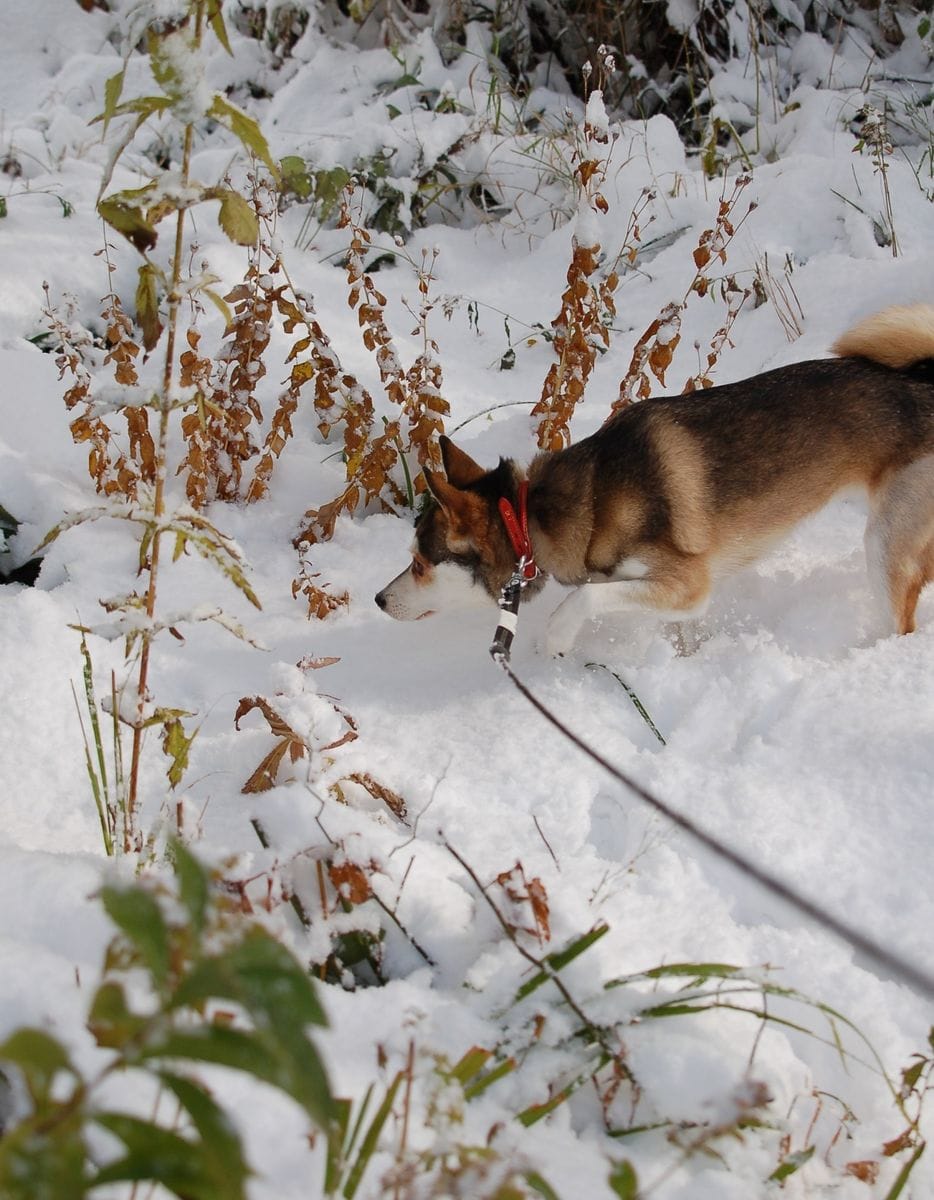 積雪