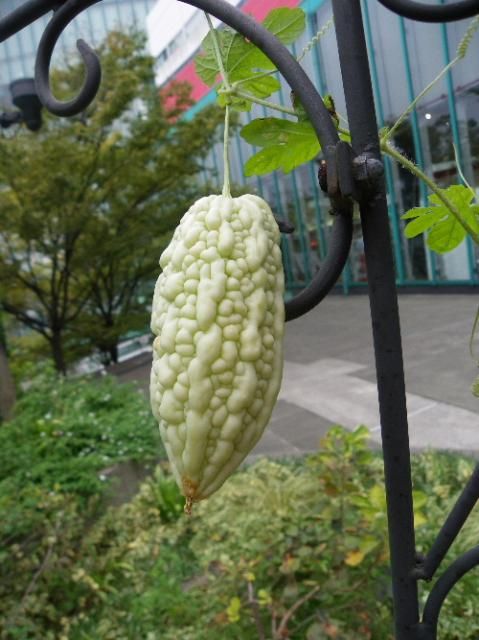 ATCのトミーの園芸教室をやってきましたあああ～