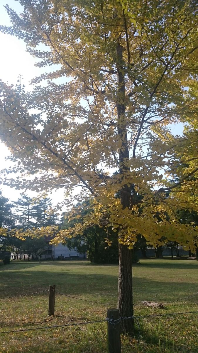 イチョウの紅葉とカブの梅酢漬け