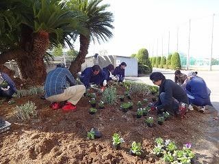 昨日は大阪府立貝塚南高等学校で花苗の植え込みのお手伝いでした。