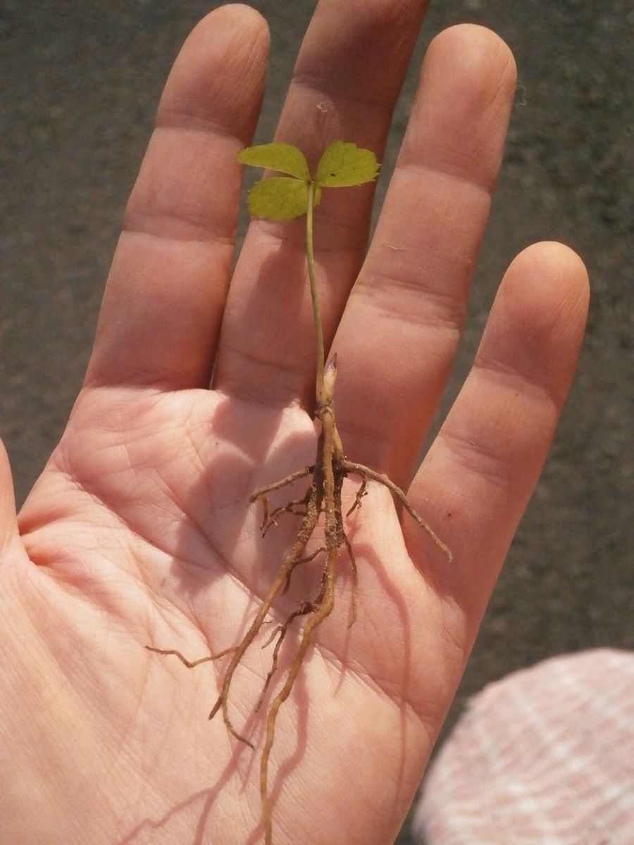 パーティドレスの植え替え・２