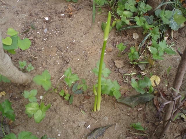 いつも突然に花咲く彼岸花