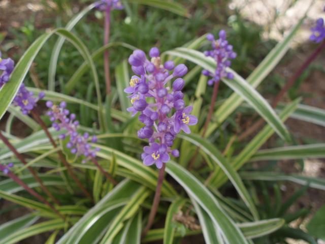 この花の名前は知らねど、毎年咲きます ２