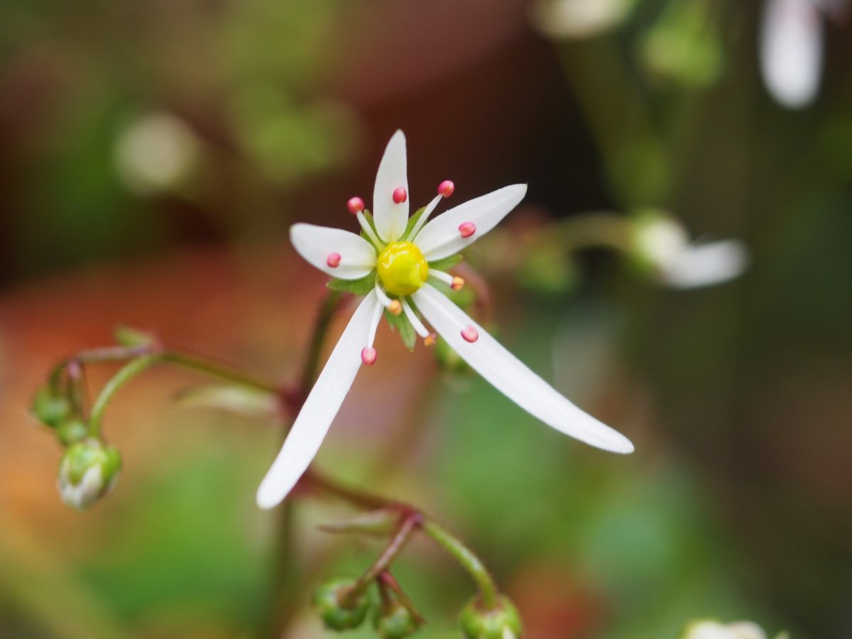 小さな山野草