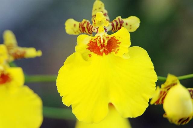 オンシジウムの花