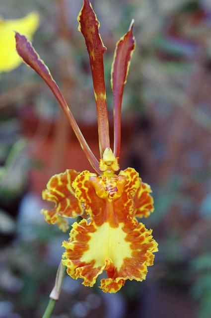 オンシジウムの花