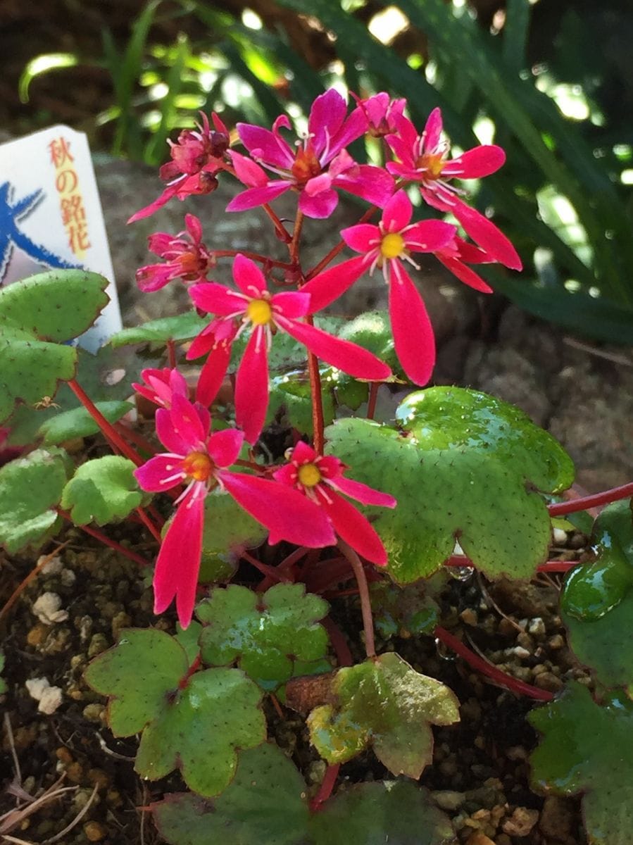 マリアの蕾とコンペイトウの蕾、「波山」の花