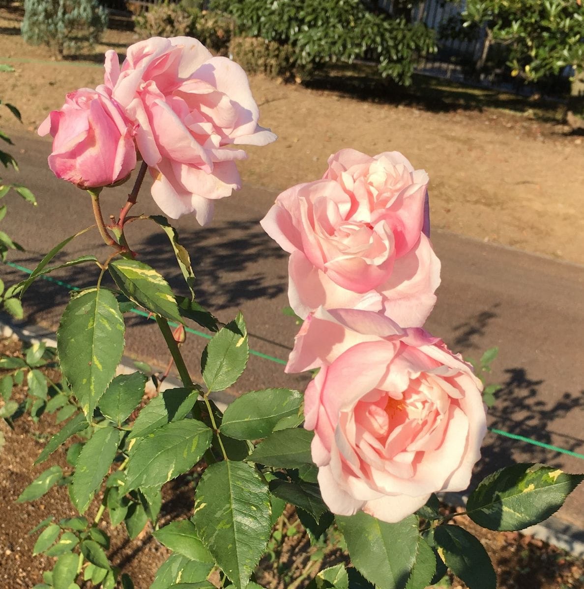 敷島公園バラ園〜斑入りの葉っぱの薔薇