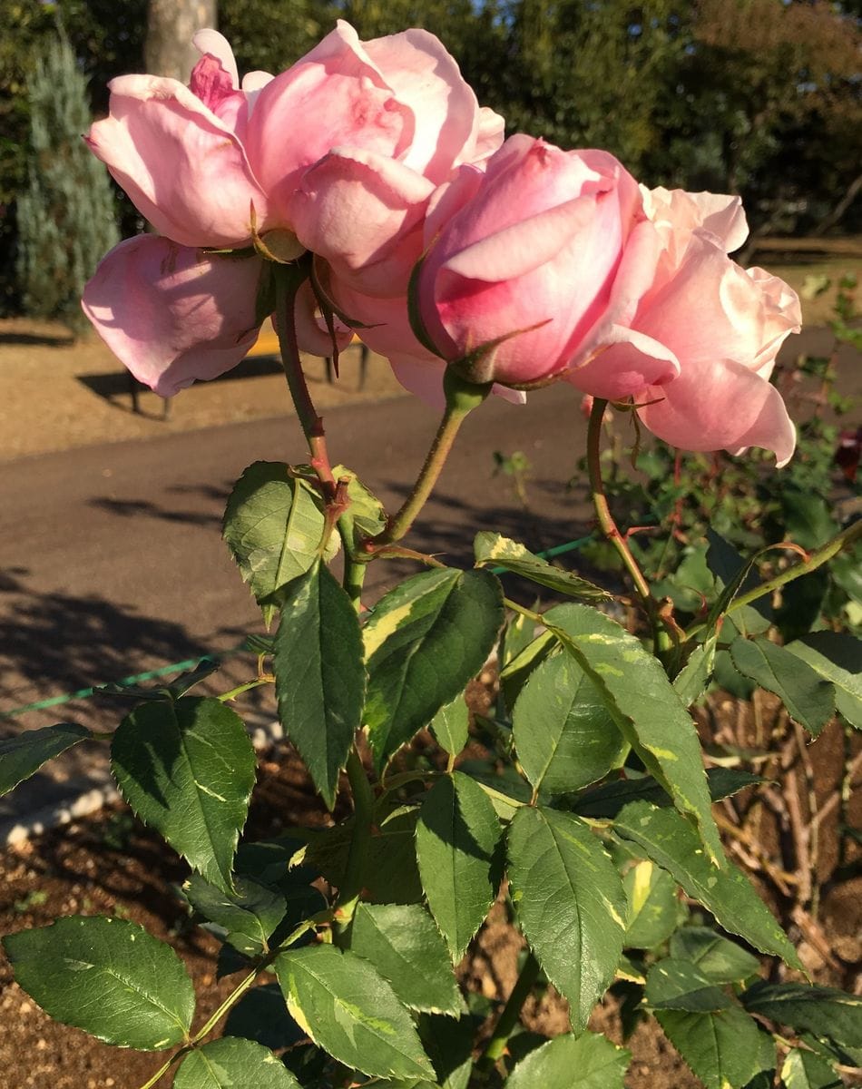 敷島公園バラ園〜斑入りの葉っぱの薔薇