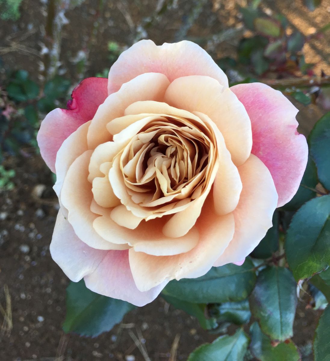 敷島公園バラ園〜永遠のディスタント ドラムス🌹