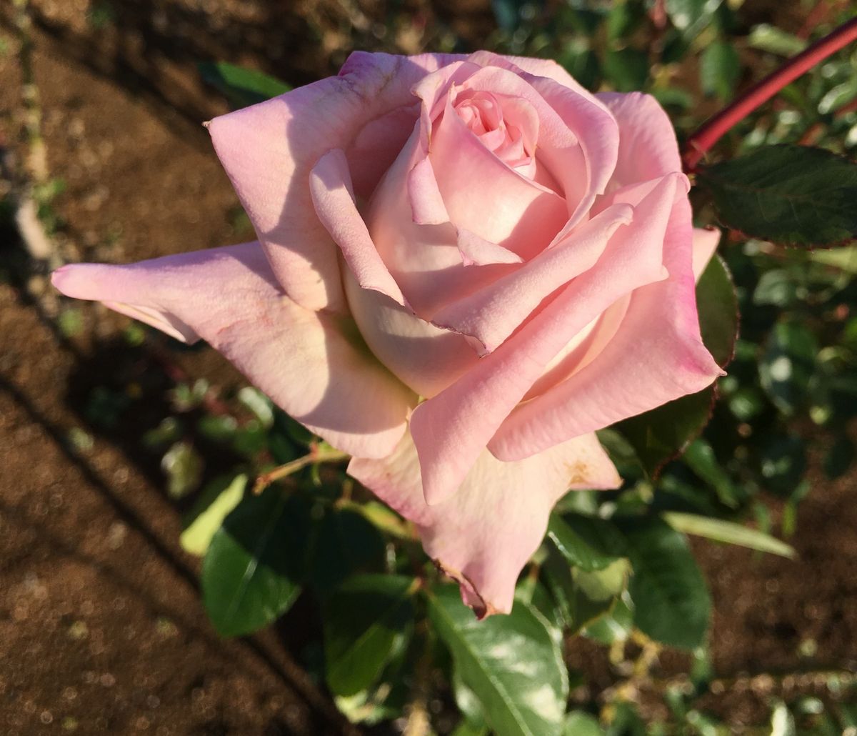 敷島公園バラ園〜永遠のディスタント ドラムス🌹