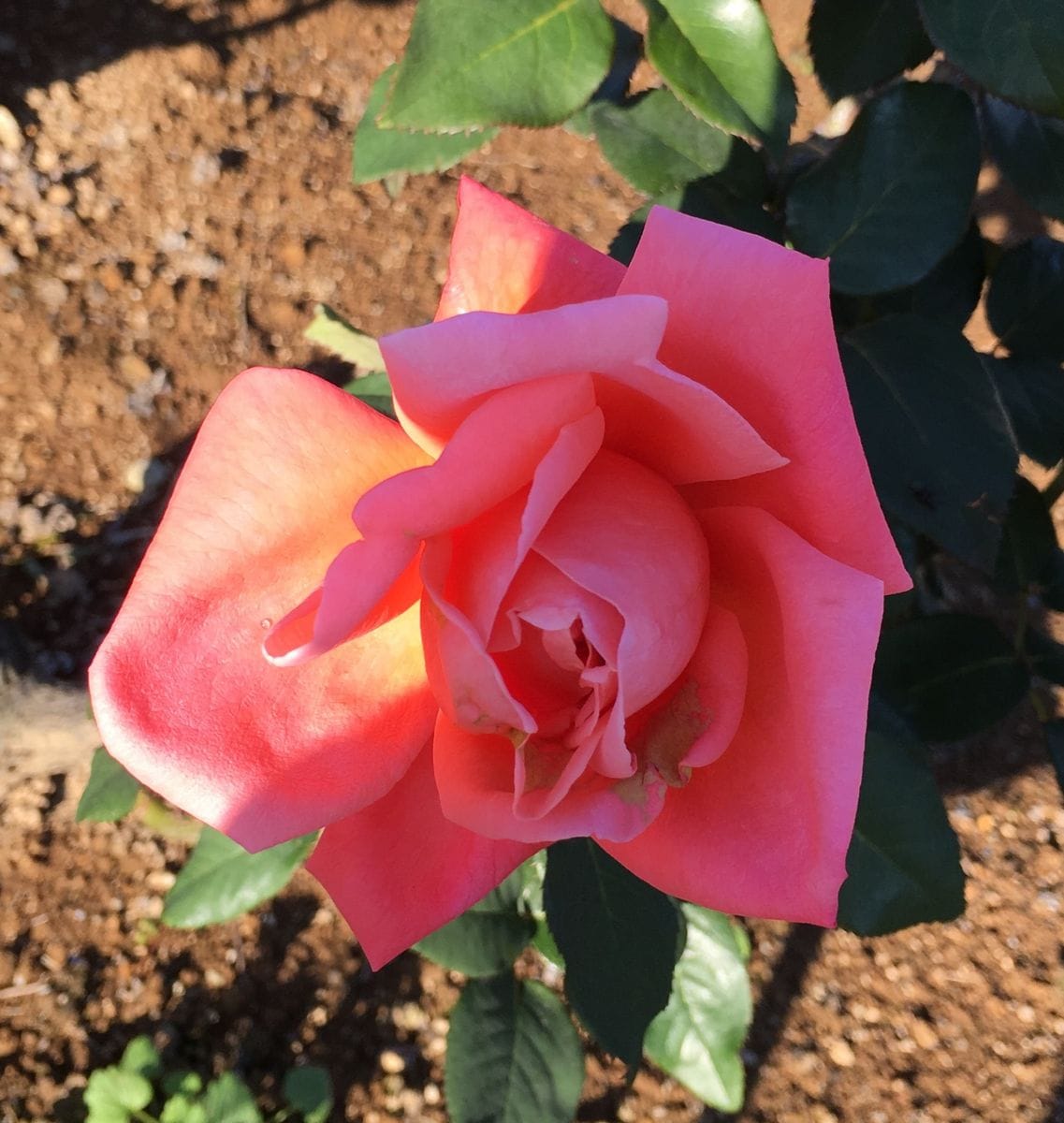 敷島公園バラ園〜永遠のディスタント ドラムス🌹