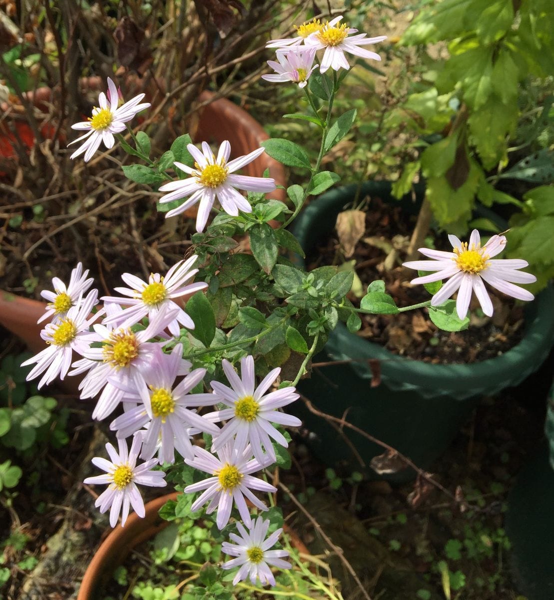 今日の花