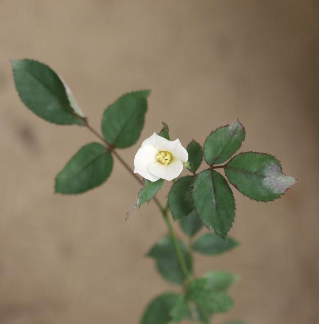 薔薇の実生苗の、二度目の開花