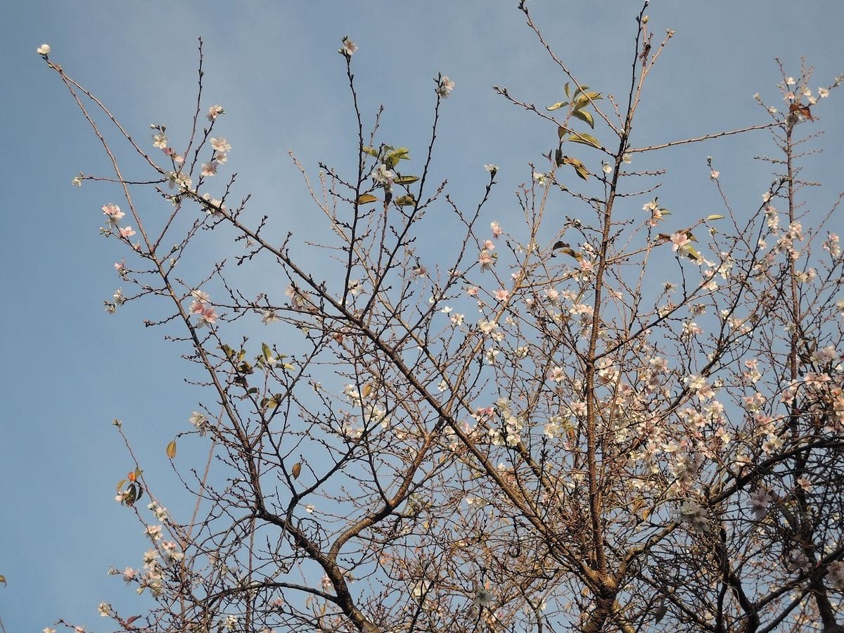 四季桜