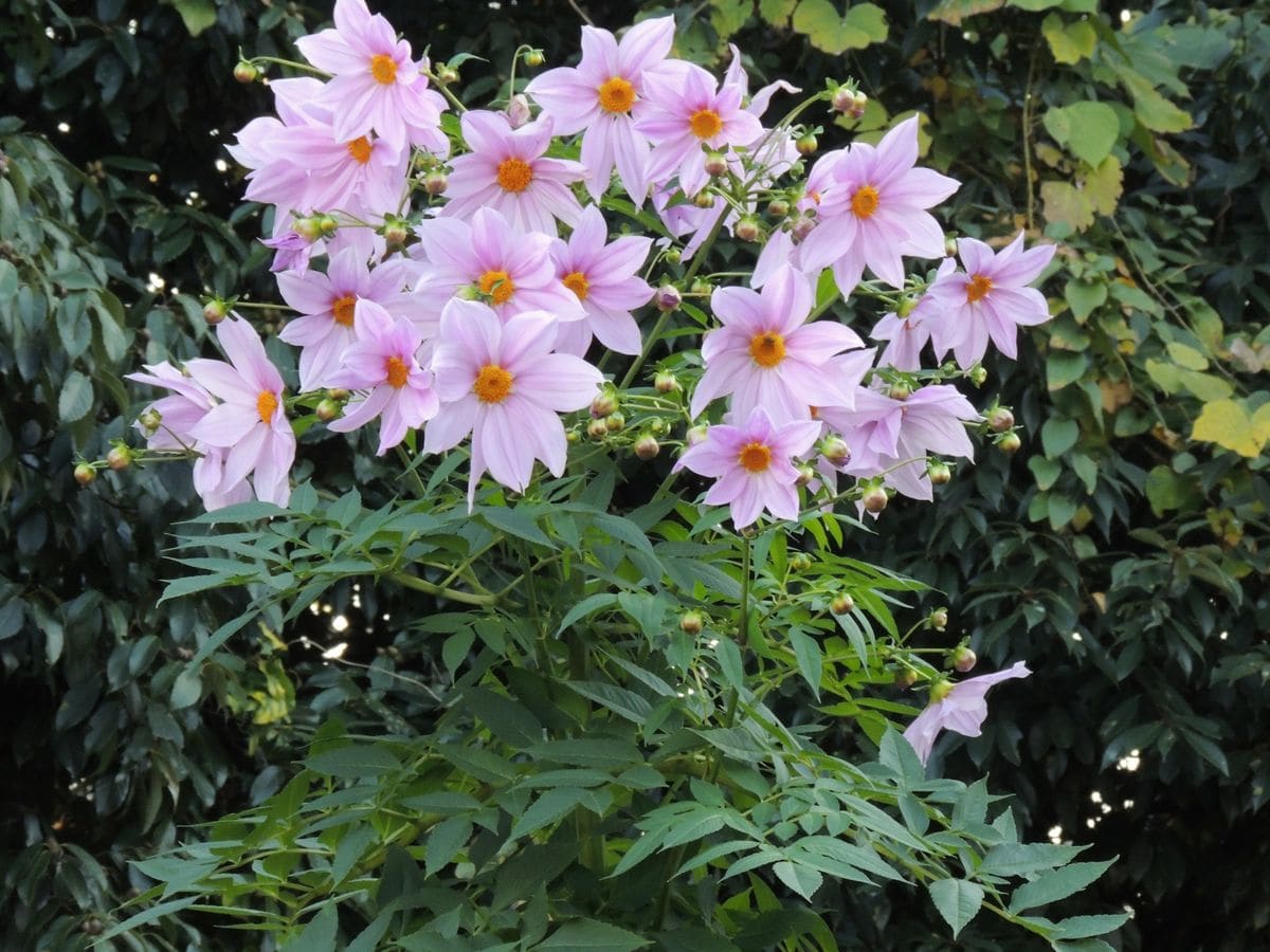 今日の花