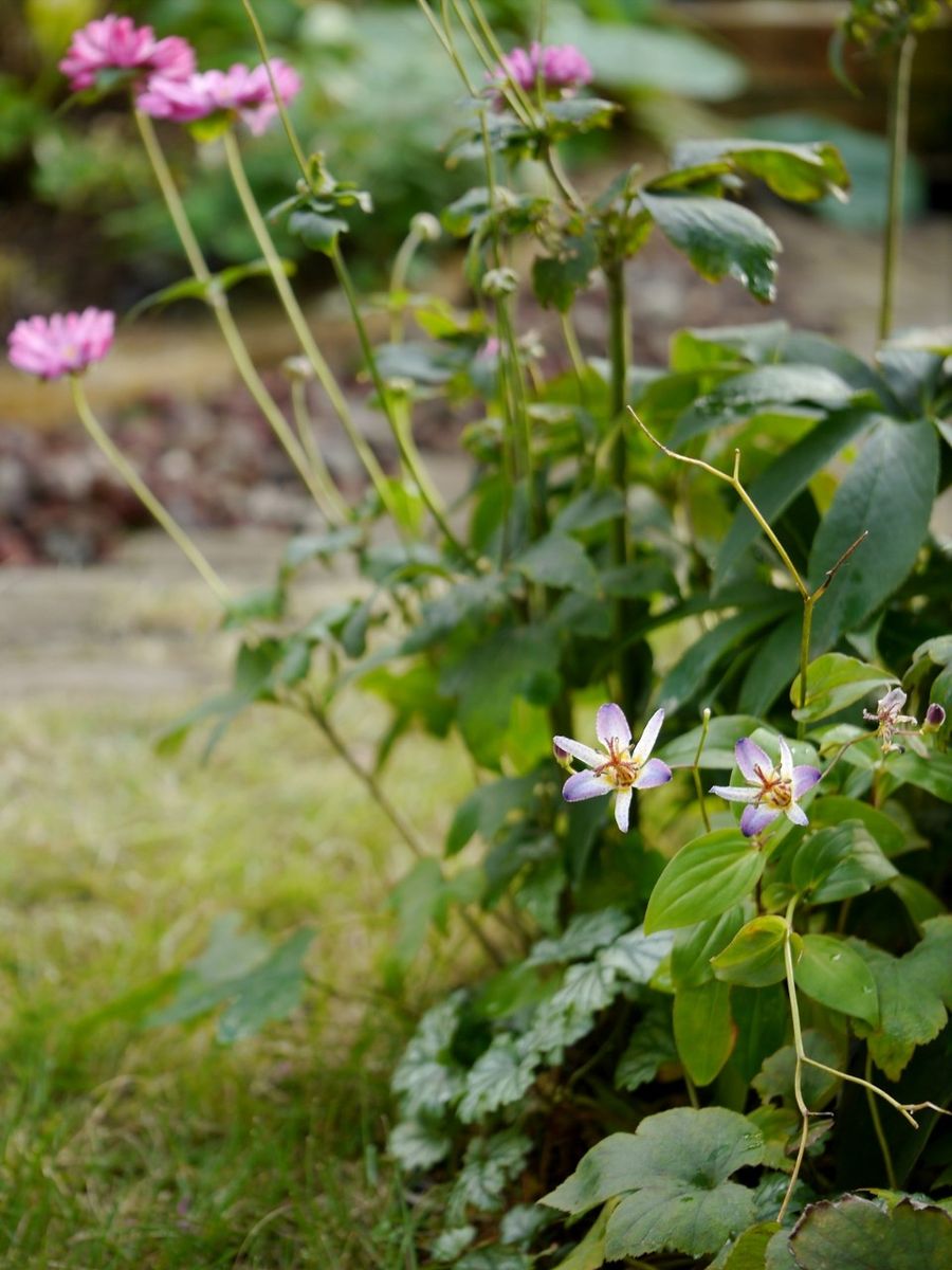 江戸の華