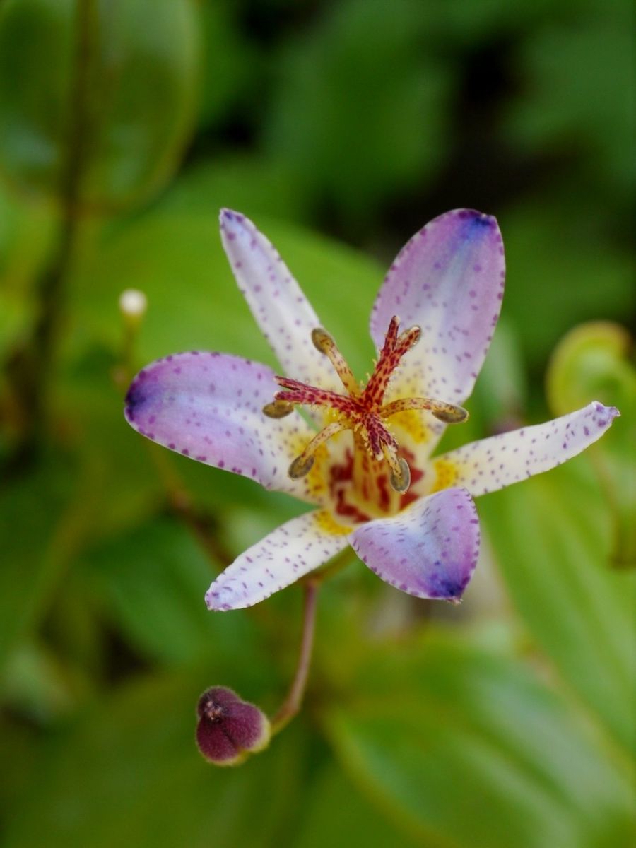 江戸の華