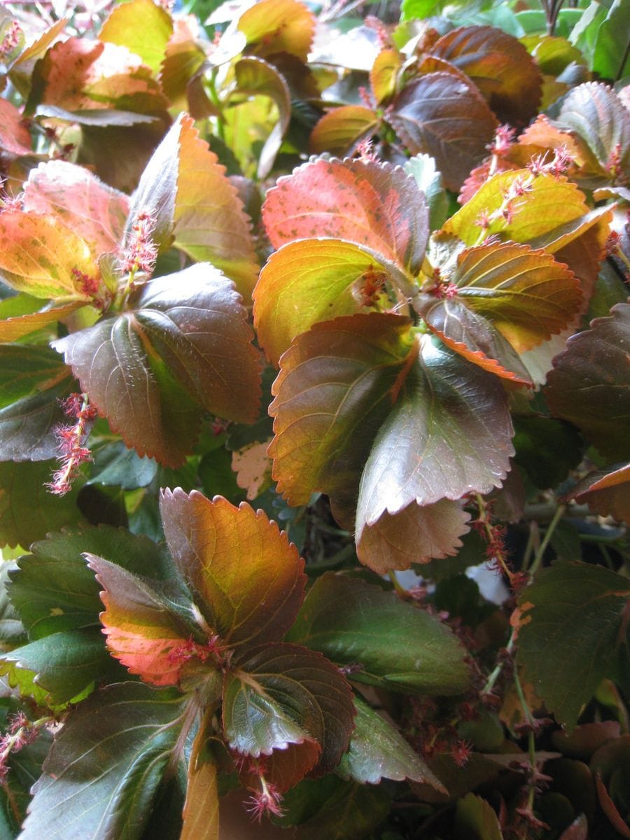 コンペイトウと観葉植物