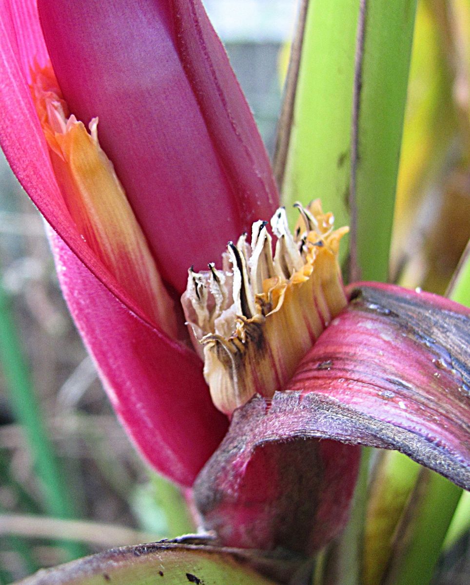 花のバナナの終焉