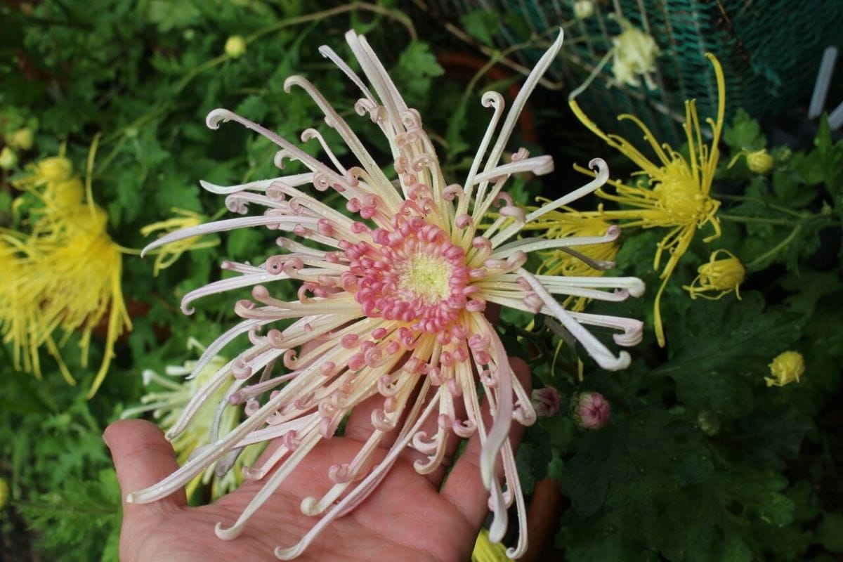 花も少なくなってきました