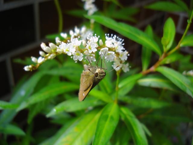 寄せ植えも蝶も避難しました。