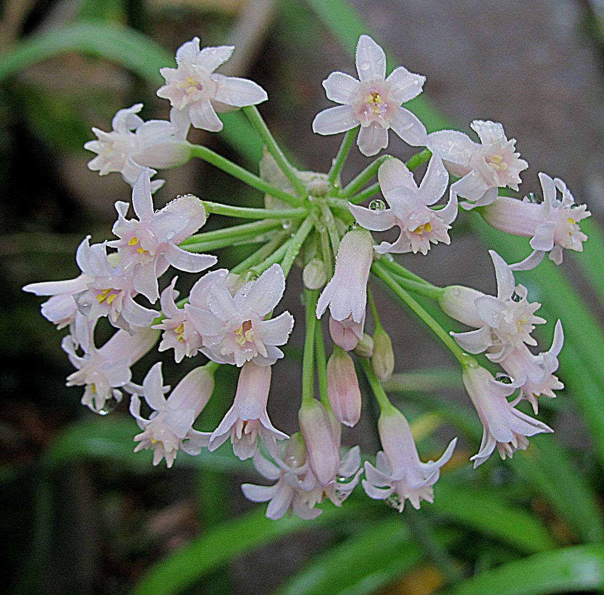 球根の花たち