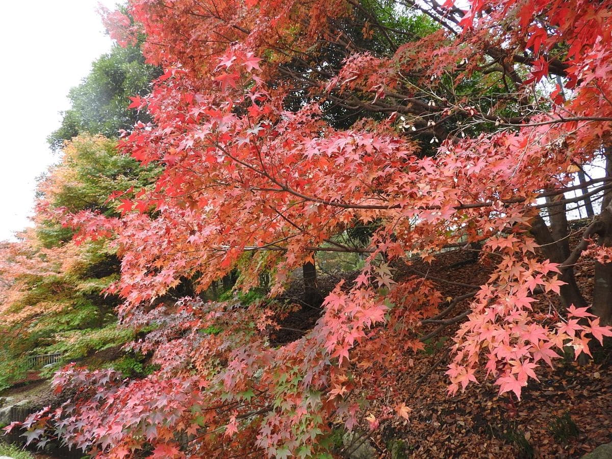 里山の紅葉