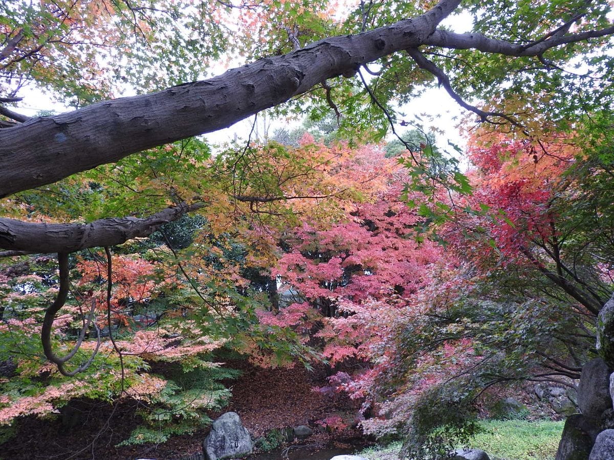 里山の紅葉