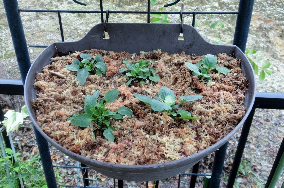 ビオラのハンギングと種まきっ子の定植
