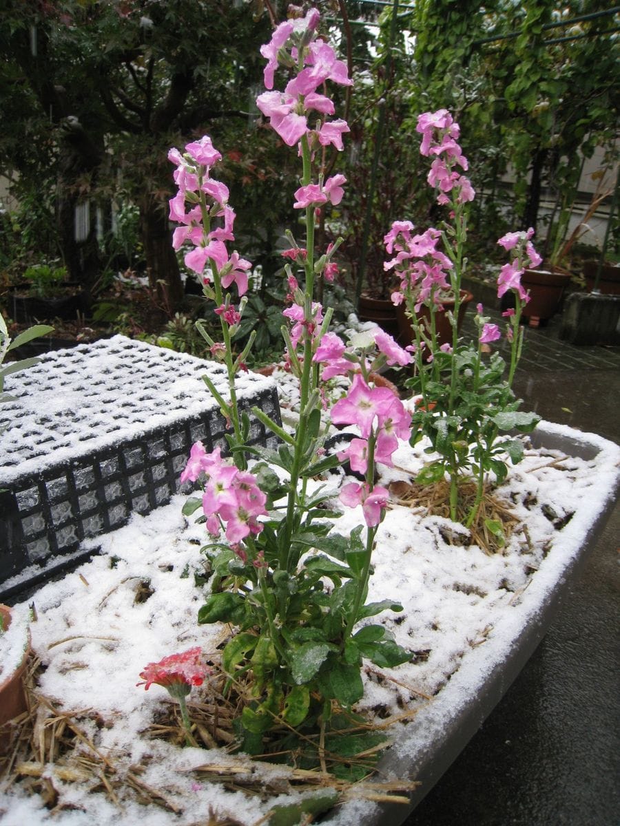 11月の初雪・都心54年ぶり熊谷は14年ぶり